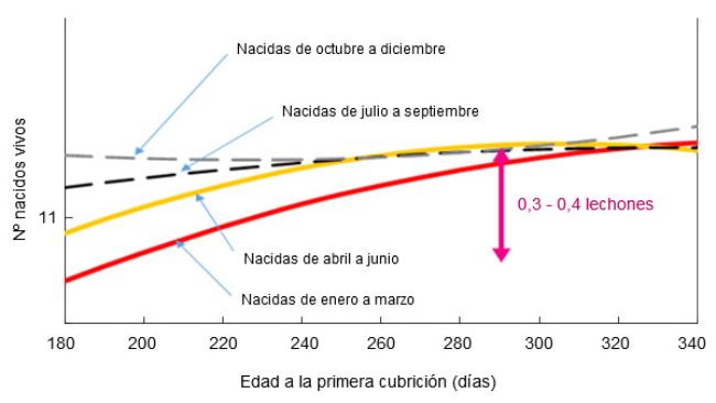 Relaci&oacute;n entre el mes de nacimiento y la edad a la primera cubrici&oacute;n con los lechones nacidos vivos en el primer parto