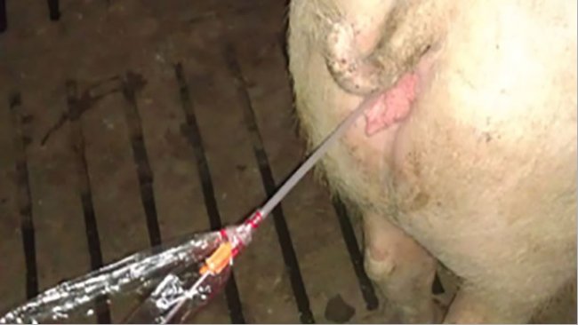 Optimización de la inseminación post-cervical en la especie porcina: puntos críticos