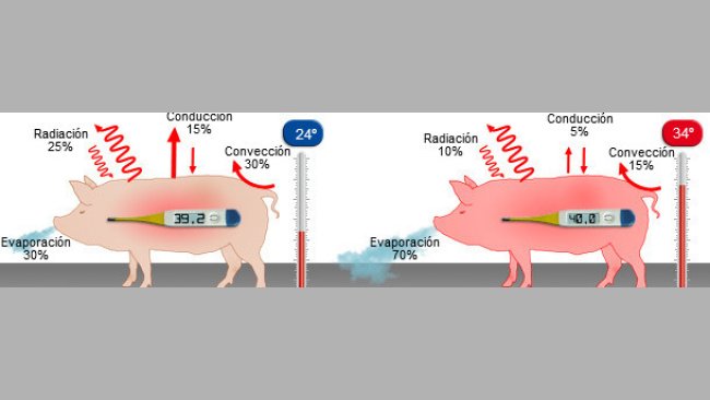 Mecanismos de pérdida de calor a 24º y a 34ºC