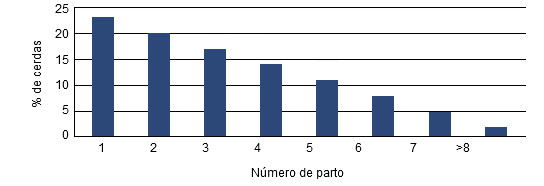 Censo ideal de cerdas revisadas serán de primer parto