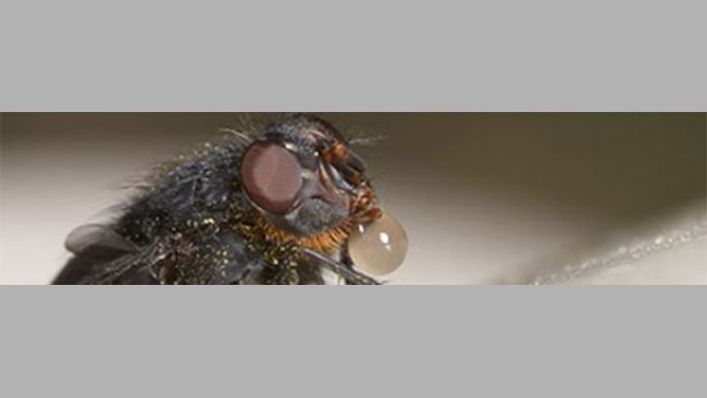 La mosca arroja saliva sobre el alimento para disolverlo y después lo succiona con la trompa