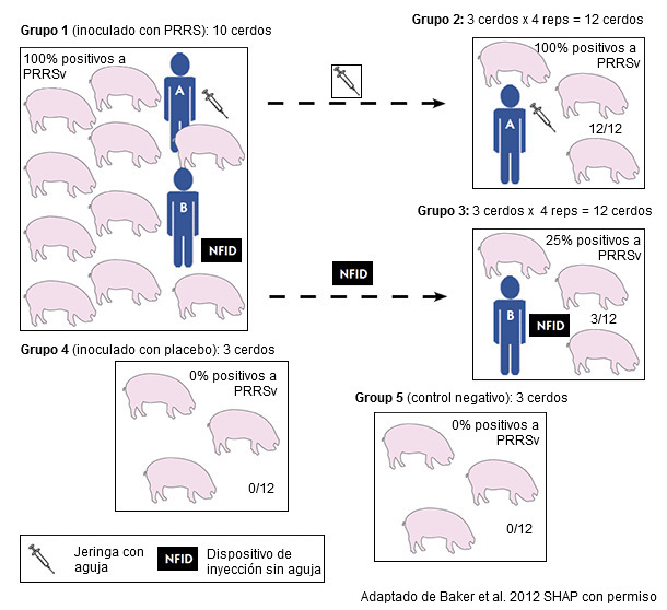 Diseño experimental para evaluar la capacidad de un dispositivo de inyección sin aguja (NFID) para prevenir la transmisión hematógena del virus del síndrome reproductivo y porcino (PRRSv)