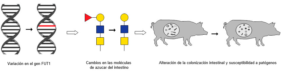 The chain of events that links a known variation in the FUT1 gene to changes in intestinal sugar molecules and in altered gut colonization and pathogen susceptibility.