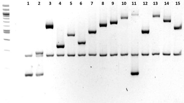 aracterización de los serotipos de Haemophilus parasuis