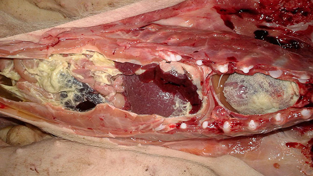 oliserositis fibrinosa en un lechón de transición