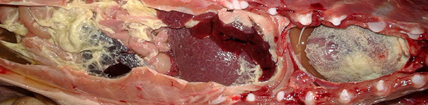 oliserositis fibrinosa en un lechón de transición