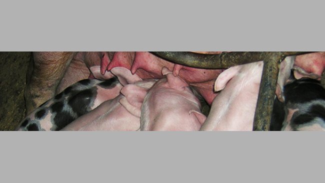 Lechones en maternidad