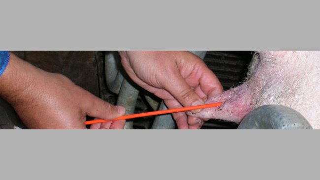 Inseminación post-cervical en cerdas