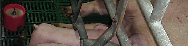 El suplemento lácteo no sustituye la leche de la madre sino que la complementa