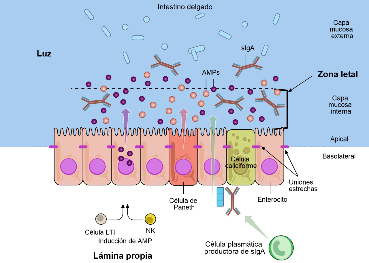 La defensa mucosa del tracto gastrointestinal