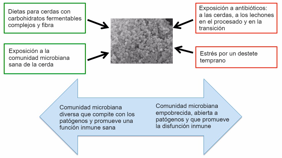 <p>Figura 2. Factores que influencian sobre el desarrollo de un microbioma sano.</p>
