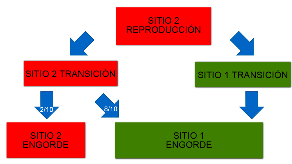 <p>Figura 1: Esquema de los dos sitios de producci&oacute;n y del flujo de animales.</p>
