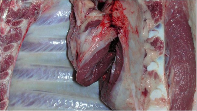 Pericarditis en un cerdo de matadero.
