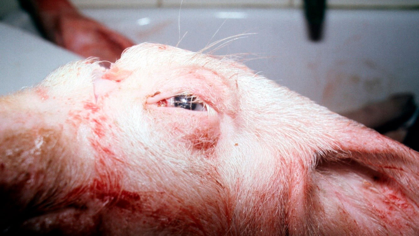 <p>Figura 2. Ojos hinchados en un cerdo afectado.</p>
