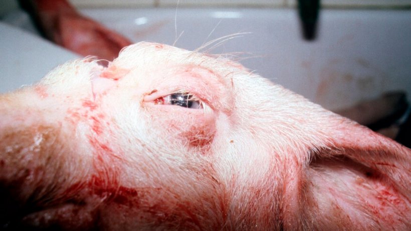 Figura 2. Ojos hinchados en un cerdo afectado.
