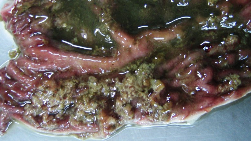 Colon de un lech&oacute;n de 10 semanas de vida con disenter&iacute;a porcina. Necrosis superficial de la mucosa asociada a hemorragia discreta y contenido catarral.
