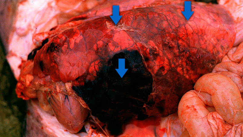 <p>Las 3 caracter&iacute;sticas que se suelen observar en la pleuroneumon&iacute;a aguda en porcino (flechas): &aacute;reas consolidadas de color rojo-oscuro a negro, edema interlobular y pleuritis fibrinosa (leve en este caso). Foto cortes&iacute;a del Dr Robert Desrosiers.</p>
