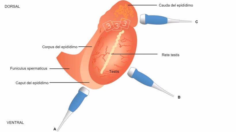 Fig. 4: &nbsp;Ilustraci&oacute;n esquem&aacute;tica de la topograf&iacute;a del test&iacute;culo y del epid&iacute;dimo en el verraco, con colocaci&oacute;n sugerida del transductor al evaluar el caput epidimydis (= cabeza, a), corpus (b) y cauda (= cola; La cabeza y la cola se aprecian mejor con im&aacute;genes longitudinales y transversales para el cuerpo ( Kauffold et al., 2011).

&nbsp;

&nbsp;
