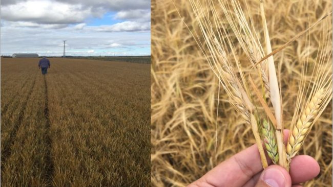 Estado del campo en Castilla y León, previo a la cosecha. Mal rendimiento como consecuencia de las heladas  y el defecto de lluvia.