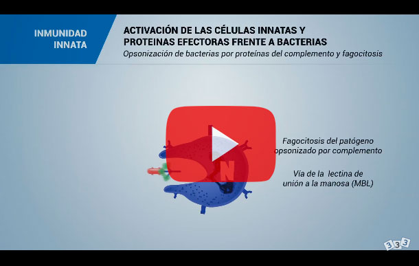 El sistema inmunitario y la inmunidad en el cerdo: Inmunidad innata