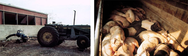 Foto 4: Hay que tener cuidado mientras se agita o bombea. En este caso los trabajadores sobrevivieron, pero los cerdos no.
