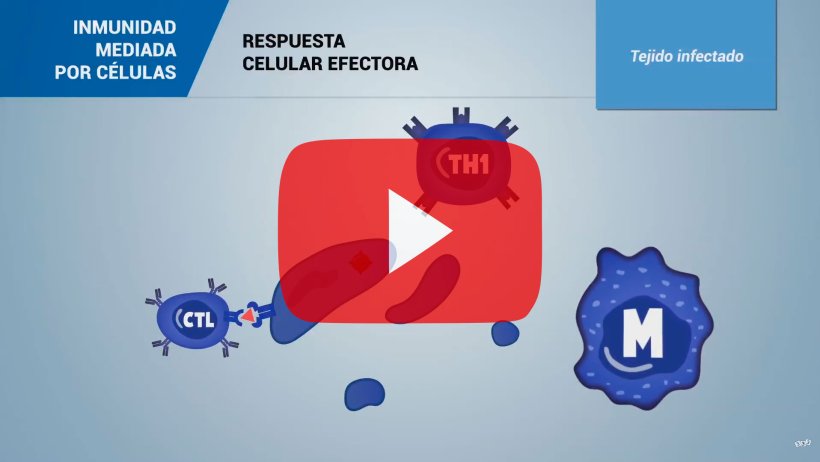 Inmunidad mediada por células