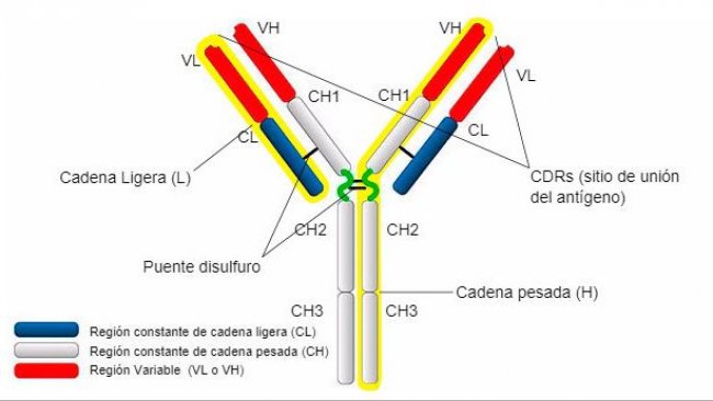 Tipos y estructura de IgG
