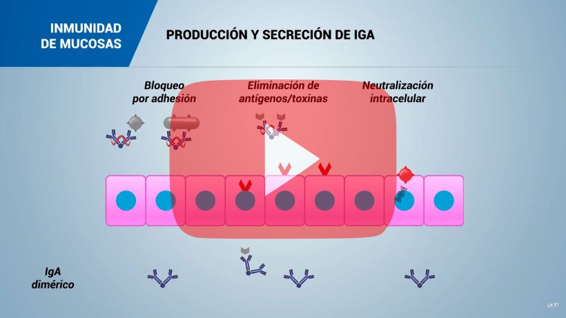 Inmunidad de la mucosa