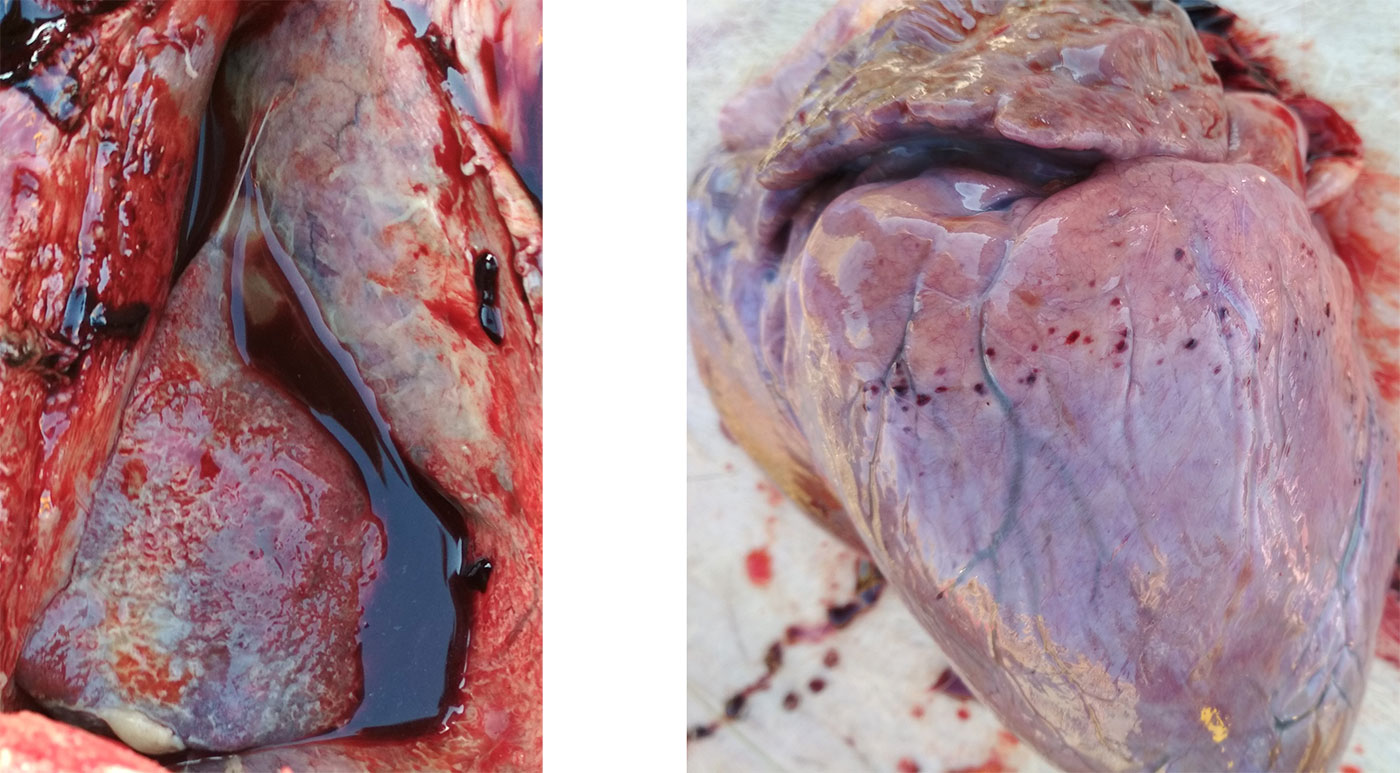 <p>Figura 3-4. Presencia de pleuritis y pericarditis fibrinosa (izquierda). Hemorragia petequial en el coraz&oacute;n (derecha).</p>
