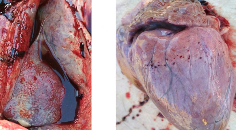 Figura 3-4. Presencia de pleuritis y pericarditis fibrinosa (izquierda). Hemorragia petequial en el coraz&oacute;n (derecha).
