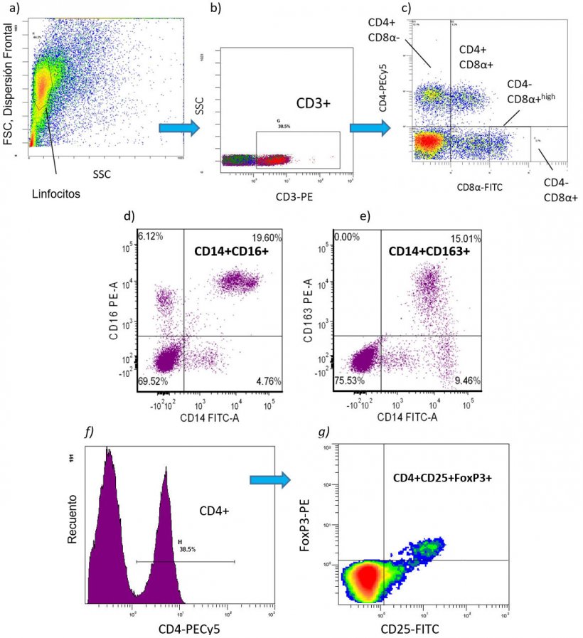 Figura 2. Ejemplos de citometr&iacute;a de flujo para detectar fenotipos de c&eacute;lulas inmunes cuantificadas como porcentaje de valores absolutos [n&uacute;mero de c&eacute;lulas/ml de sangre]) en cerdo PBMC: a-c) Subpoblaciones de linfocitos T: CD3+CD4+CD8- = Linfocitos T helper (Th) CD3+CD4+CD8+ = c&eacute;lulas T de memoria CD3+CD4-CD8+ = linfocitos T citot&oacute;xicos (CTL) d-e) subpoblaciones de monocitos pro-inflamatorios: CD172+CD14+CD16+ CD172+CD16+CD163+ CD172+CD14+CD163+ f-g) CD4+CD25+FoxP3+ = linfocitosT reguladores (Tregs).
