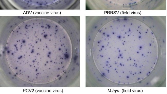 Figura 1. Respuesta IFN-&gamma; ELISPOT ant&iacute;geno-espec&iacute;fica en PBMC frente a pat&oacute;genos porcinos. ADV: Virus de la enfermedad de Aujeszky; PRRSv: Virus del S&iacute;ndrome Reproductivo y Respiratorio Porcino; PCV2: circovirus porcino tipo 2; M.hyo.: Mycoplasma hyopneumoniae. Cada punto est&aacute; causado por la secreci&oacute;n de IFN-&gamma; por los linfocitos T de memoria/efectores&nbsp;reactivados. Entre par&eacute;ntesis se indica el pat&oacute;geno utilizado para reactivar las c&eacute;lulas en los pocillos.

