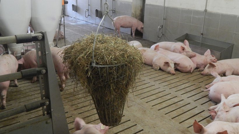 Foto 2. Material manipulable al alcance de los cerdos. Foto cortes&iacute;a de Inge B&ouml;hne
