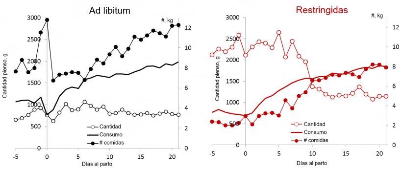 Ilustración 3. Comparación del patrón de alimentación en cantidad y tomas al día de cerdas alimentadas ad libitum frente  a restringidas durante la lactación. (Nutreco R & D, 2015)