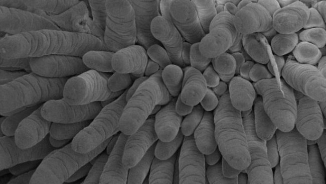 Figura 1. Determinación de la integridad intestinal mediante un microscopio electrónico de barrido de un lechón representativo del grupo alimentado con NDM. Se observan las vellosidades intestinales del íleon. Ampliación 200x, 2 kV, 3.1 pA. Adaptado de de Greeff et al. 2016