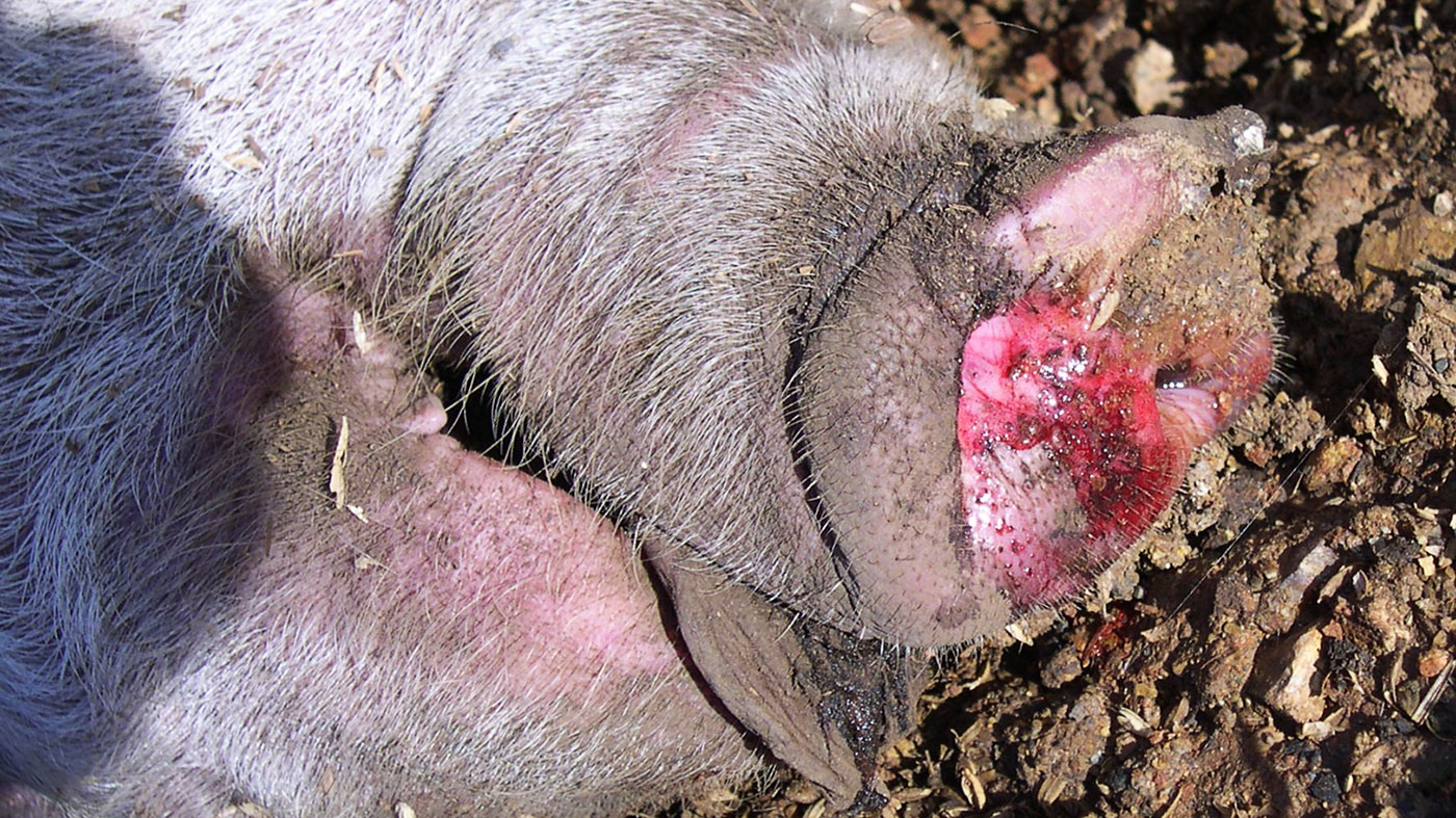 <p>Fotograf&iacute;a 4. Espuma sanguinolenta en la secreci&oacute;n nasal de un cerdo afectado.</p>
