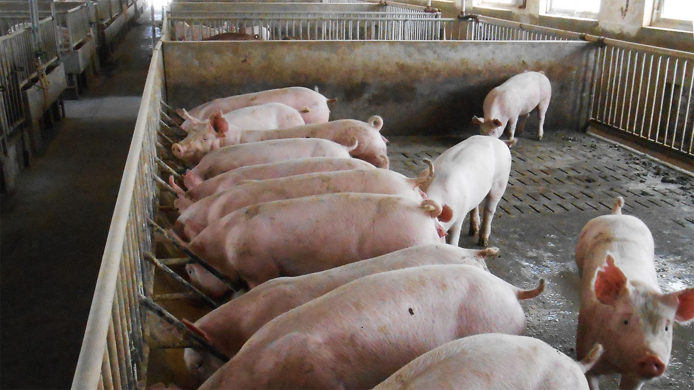 <p>Fotograf&iacute;a 2. T&iacute;picos alojamientos para cerdos reproductores y de engorde/acabado en la granja afectada.</p>
