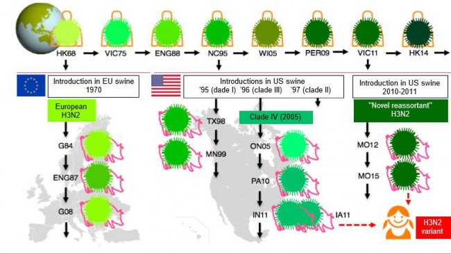 Figura 1. Evolución de los virus de la influenza H3N2 en humanos y en cerdos. Los distintos tonos de verde indican diferencias antigénicas en el H3 HA; las cepas víricas se indican con el sitio (abreviado) y el año de aislamiento. Los virus humanos se introdujeron en la población porcina a principios de los 1970s en Europa y, a mediados de los 1990s y en 2010 en Norteamérica. Esto ha llevado a la situación actual de 3 clados distintos de VIP H3N2 (ver las cajas de texto), uno en Europa y dos en Norteamérica. Los clados norteamericanos de manera ocasional, saltan de vuelta, hacia la población humana y entonces se llaman virus "variantes".