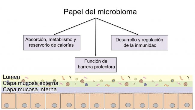 Funciones del microbioma:barrera intestinal, digesti&oacute;n y metabolismo de nutrientes y regulaci&oacute;n de la inmunidad.
