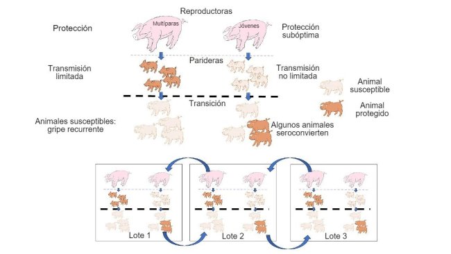 Figura 1: La transmisión se ve más reducida en animales que obtienen una protección de mayor calidad (lechones de multíparas) que en lechones de primíparas. En la etapa de transición, los animales que se han infectado en presencia de cierto nivel de anticuerpos maternales no van a desarrollar inmunidad de forma activa, de modo que el virus puede infectar y causar la influenza recurrente. Finalmente, la presencia en un mismo momento de distintos lotes de distintas edades de animales facilita la transmisión del virus entre lotes productivos, perpetuando la infección.