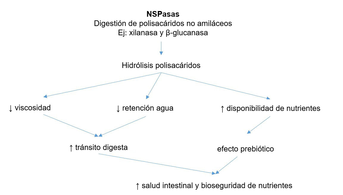 Mecanismo acción de las enzimas exógenas. Las enzimas exógenas tienen actividad prebiótica al hidrolizar polisacáridos no amiláceos a oligosacáridos utilizables por determinadas bacterias. Adaptado de Sinha 2011