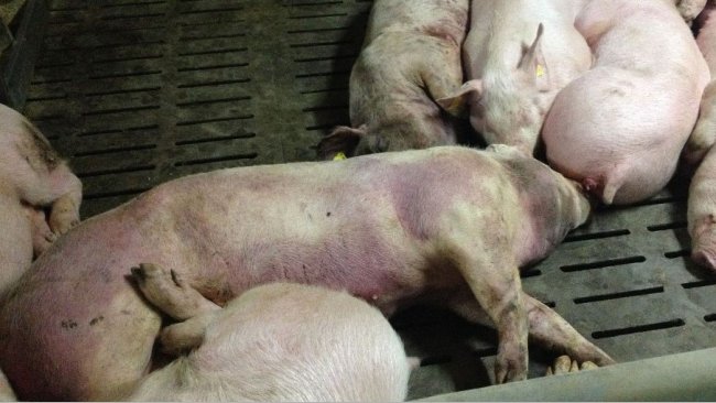 Cerdo infectado por PPA 14 d&iacute;as despu&eacute;s de la detecci&oacute;n de la enfermedad. Lesiones hemorragicas severas en todo el cuerpo.
