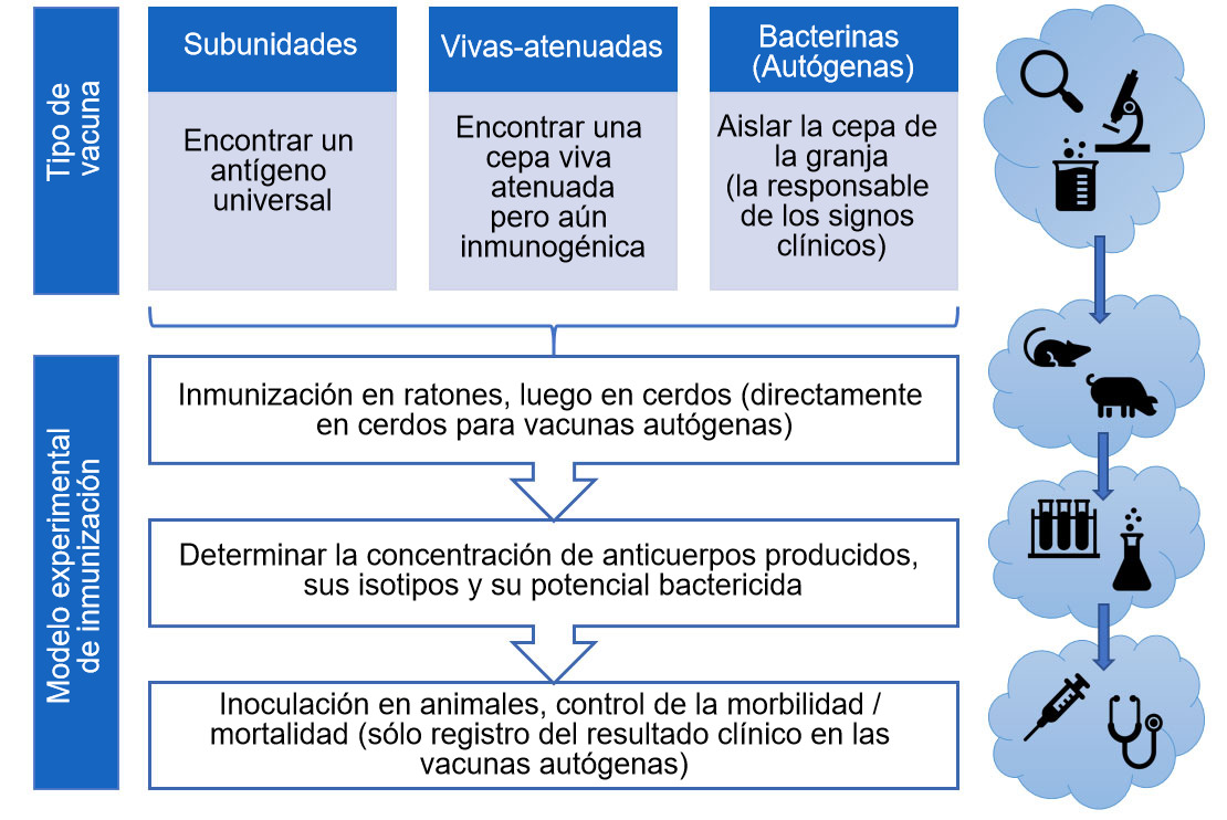 <p>Figura 3. Pasos en el an&aacute;lisis de la eficacia de vacunas experimentales (por tipo de vacuna).</p>

