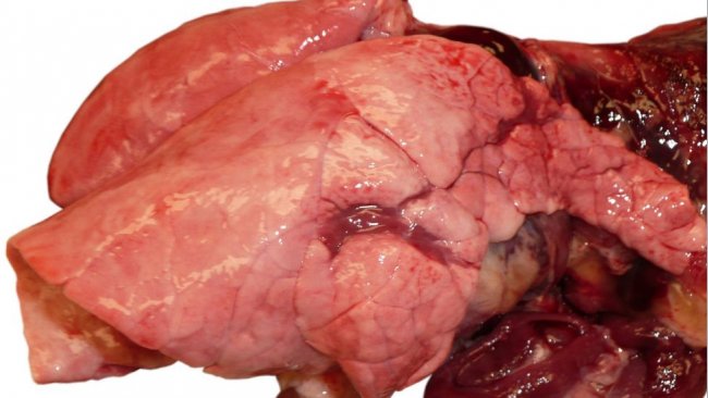 Foto 1. Neumon&iacute;a v&iacute;rica debido a una infecci&oacute;n por influenza en un cerdo en crecimiento.
