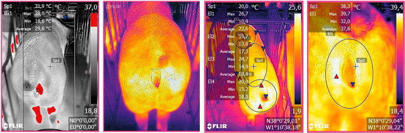 Figura 3: Imagen termogr&aacute;fica tomada mediante un dispositivo FLIR conectado a un Smartphone. Fuente: Ramis el al. 2017
