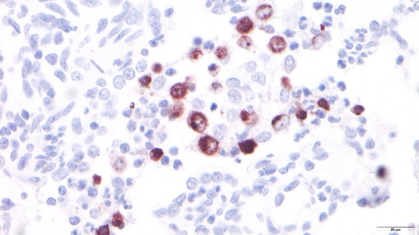 Figura 3: Macr&oacute;fagos alveolares infectados por el PRRSV.
