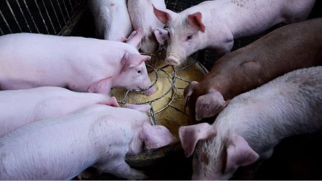 Los probióticos pueden modular mejor la microbiota de un animal joven que la de un cerdo maduro.