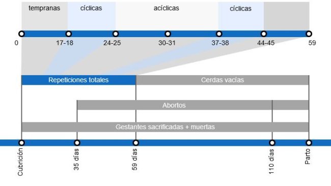 Tipos de pérdidas de gestación que repercuten en una menor tasa de partos, con el detalle de los distintos tipos de repeticiones según en el momento en que se producen