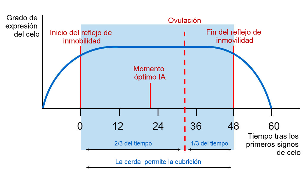 Figura 1. Representaci&oacute;n gr&aacute;fica del reflejo de inmobilidad, la ovulaci&oacute;n y el momento &oacute;ptimo de IA en una cerda con un celo de 60h. Fuente Carles Casanovas.
