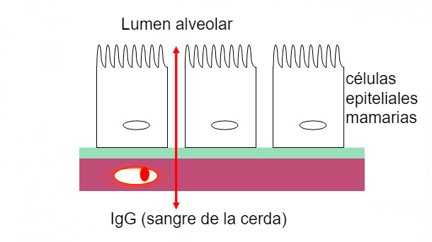 Figura 2. Ilustraci&oacute;n esquem&aacute;tica de las uniones estrechas mamarias durante la fase de calostro.
